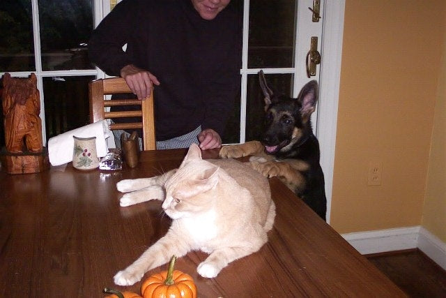 Recovery of pets with VaporRemed: A Friend in Need.
